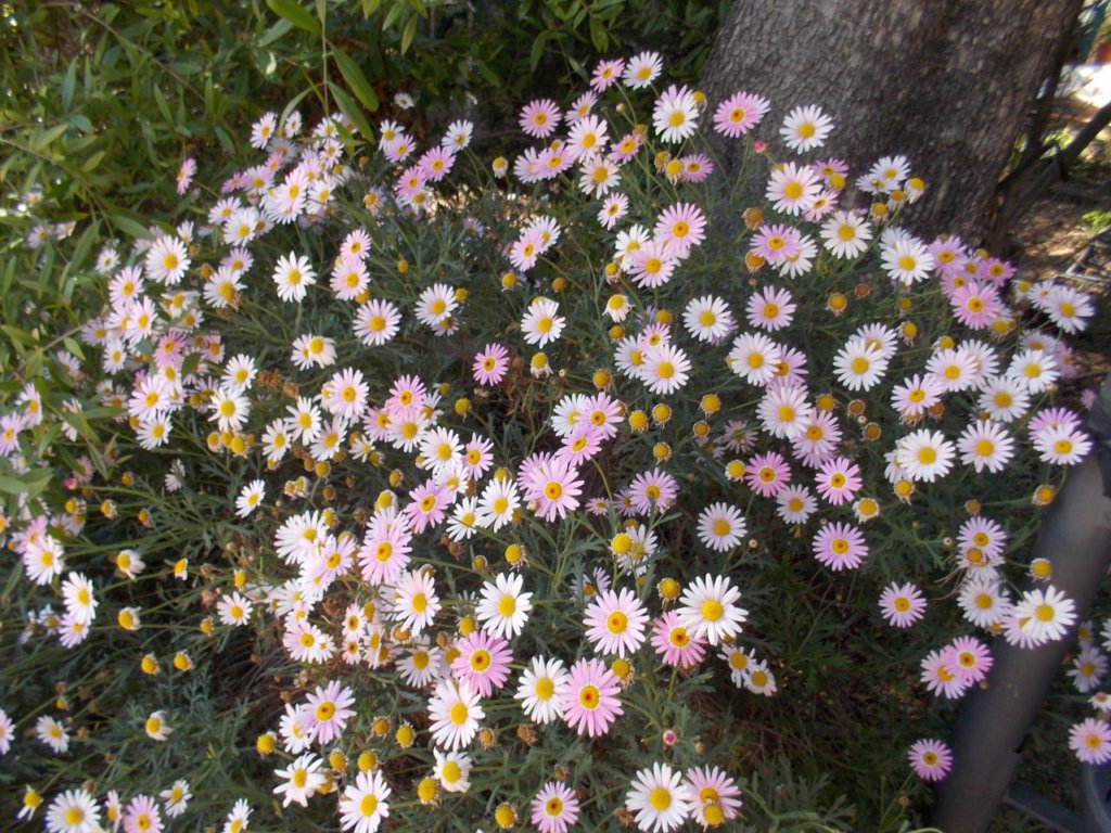 Jardín Botánico de Valencia