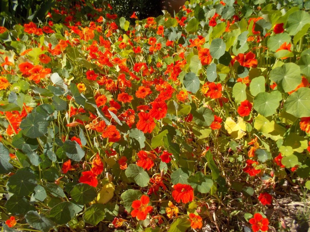 Apps de plantas y huertos