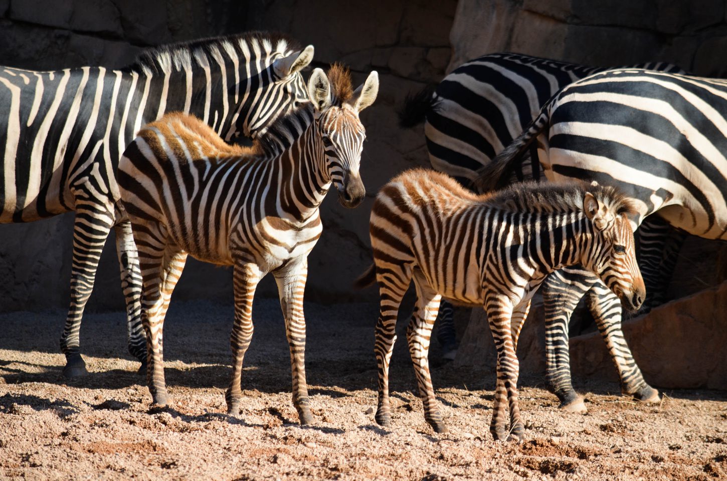 Nacimiento de una cebra en Bioparc