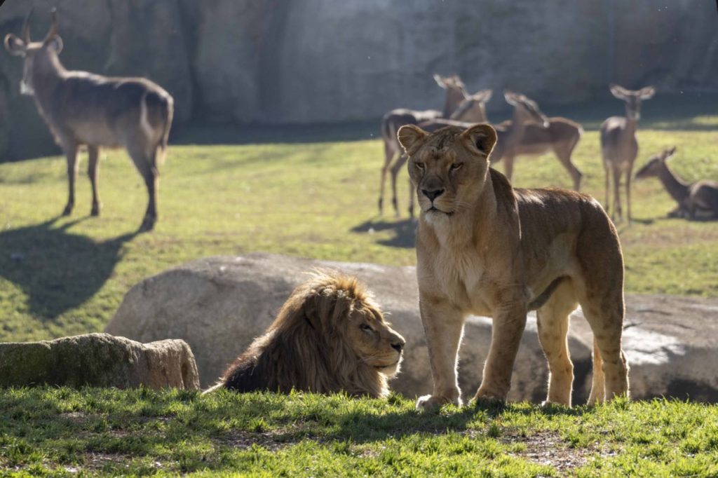 Leones BIOPARC Valencia f