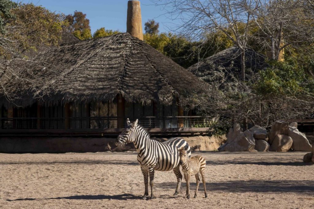 Cebras BIOPARC Valencia