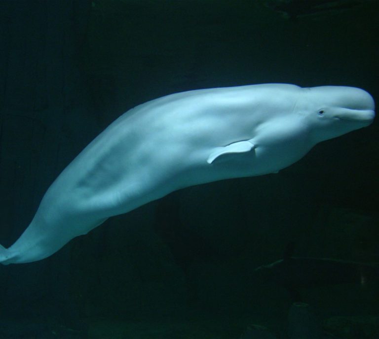 Kairo beluga