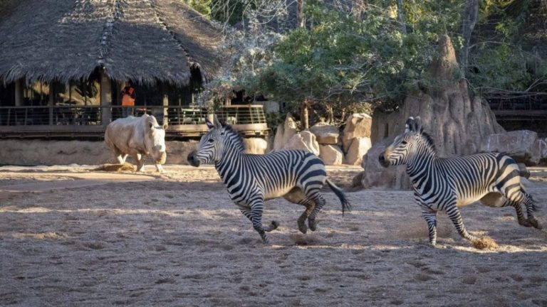 Aniversario Bioparc Valencia